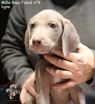 Les chiots de Braque de Weimar