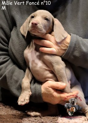 Les chiots de Braque de Weimar