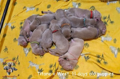 Les chiots de Braque de Weimar