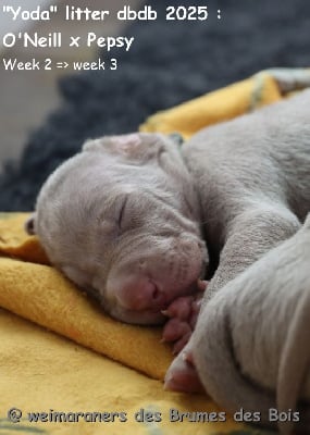Les chiots de Braque de Weimar