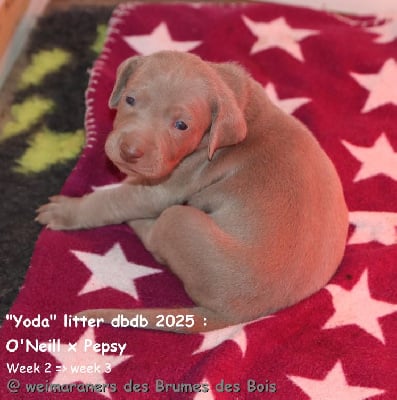 Les chiots de Braque de Weimar