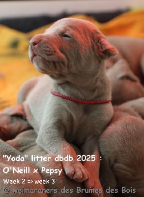 Les chiots de Braque de Weimar