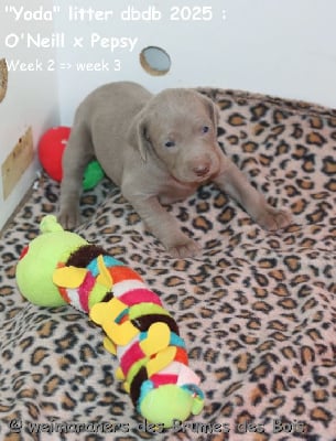 Les chiots de Braque de Weimar