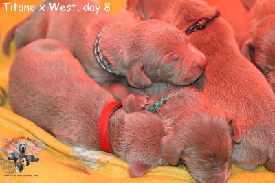 Les chiots de Braque de Weimar