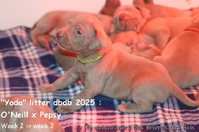 Les chiots de Braque de Weimar