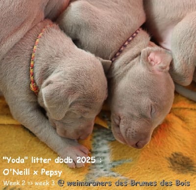 Les chiots de Braque de Weimar