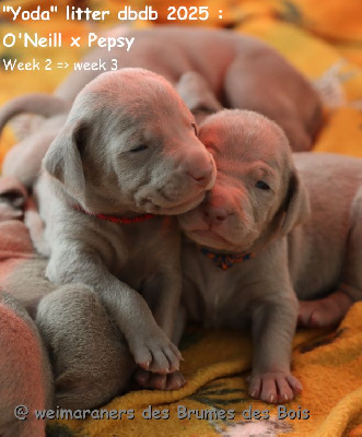 Les chiots de Braque de Weimar