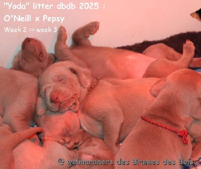 Les chiots de Braque de Weimar