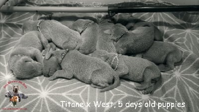 Les chiots de Braque de Weimar
