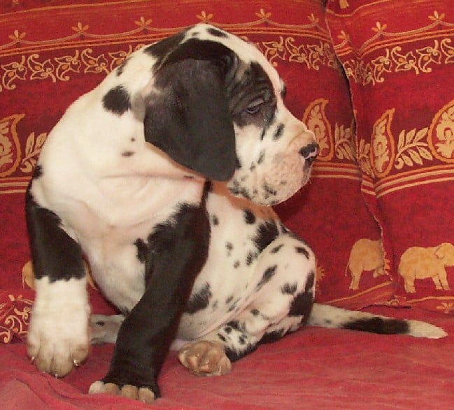 Balthazar De misandre