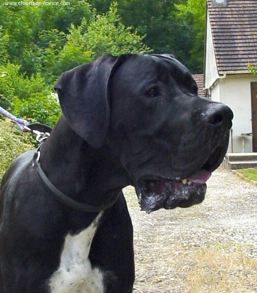 Valdaï De misandre