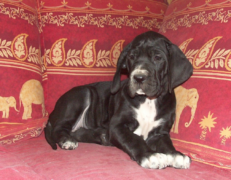 Bhashani De misandre