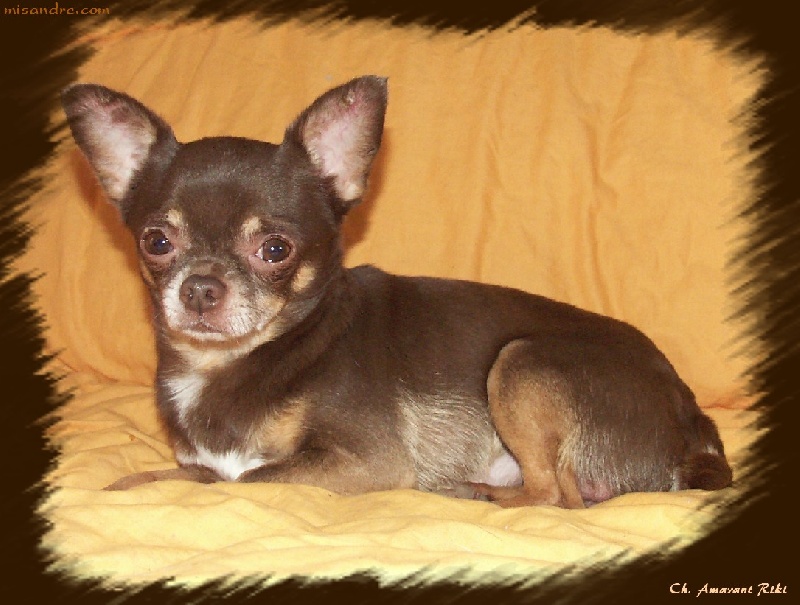 Publication : De misandre