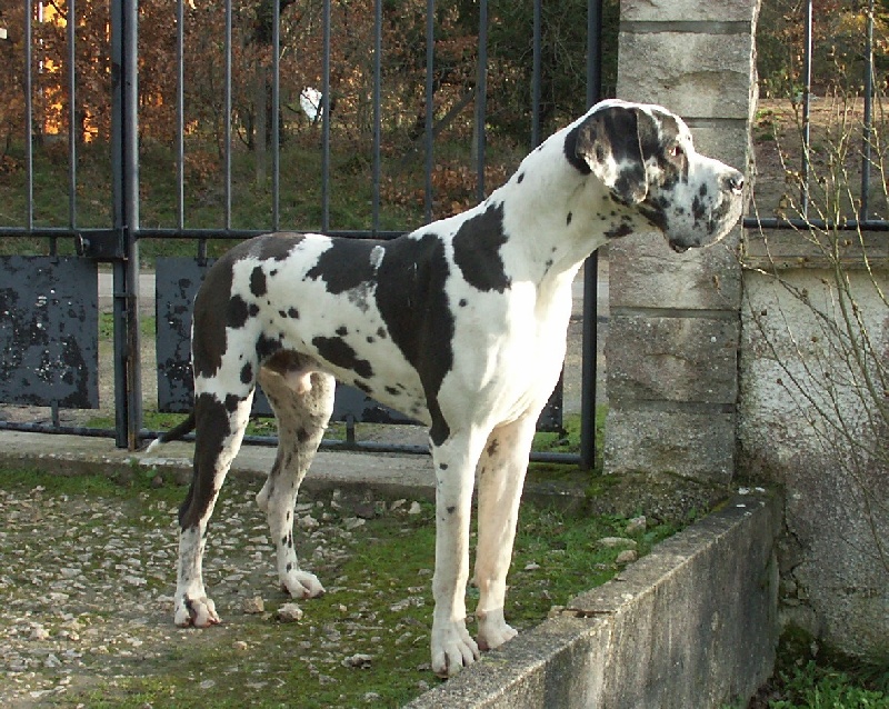 Aaron De misandre