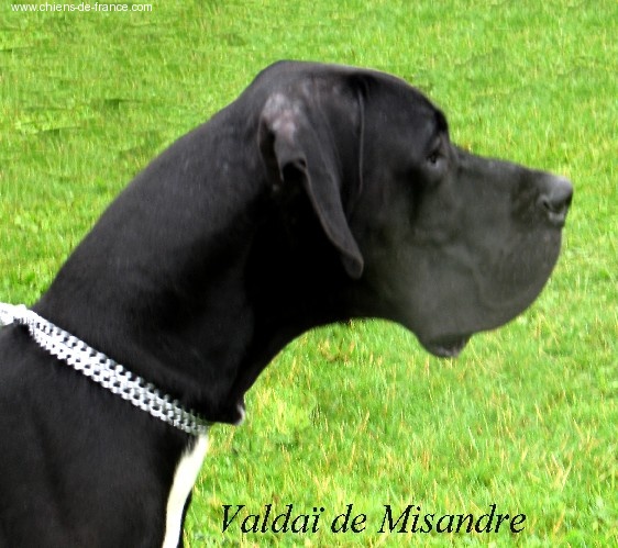 Valdaï De misandre
