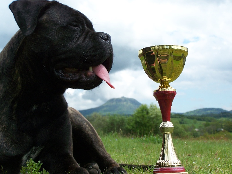 Daphné (dit darkness) (Sans Affixe)