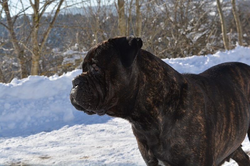 Daphné (dit darkness) (Sans Affixe)