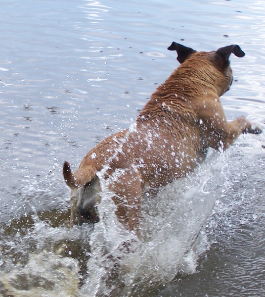Victoires Des roses noires aux portes du morvan