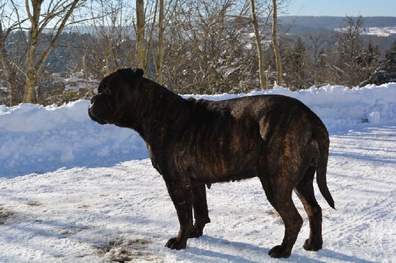 Daphné (dit darkness) (Sans Affixe)