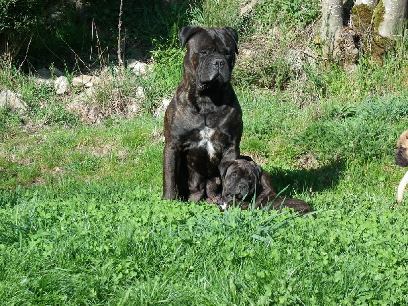 Daphné (dit darkness) (Sans Affixe)