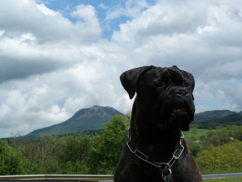 Daphné (dit darkness) (Sans Affixe)