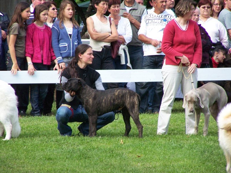 Daphné (dit darkness) (Sans Affixe)