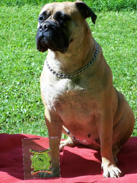 Victoires Des roses noires aux portes du morvan