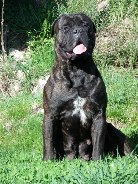 Daphné (dit darkness) (Sans Affixe)