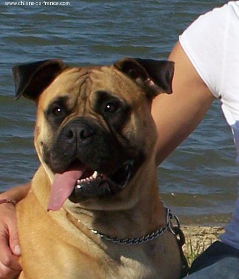 Venus du vieux Dieu et de l'Alouette - Excellent - TAN