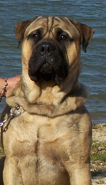 Best of (Sans Affixe) - TB - TAN