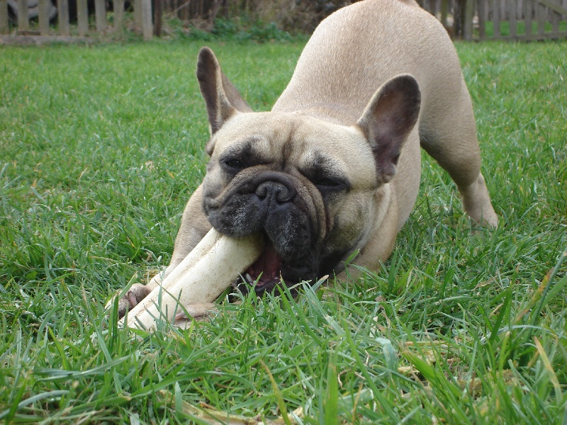 Publication : de l'Empreinte de Cabal Auteur : L'Empreinte de Cabal