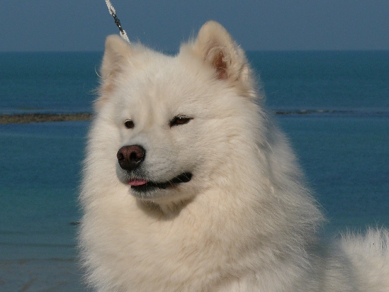 Publication : (Sans Affixe)