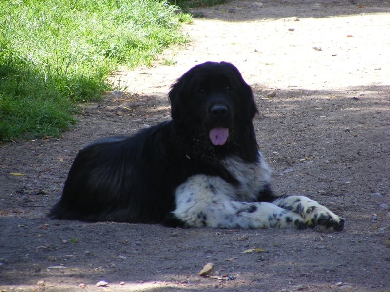 Publication : (Sans Affixe)