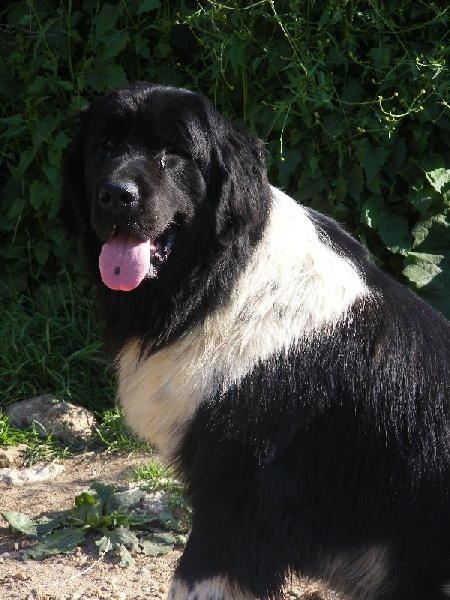 Publication : (Sans Affixe)