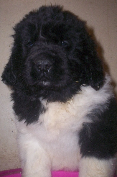 Publication : (Sans Affixe)