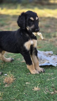 Les chiots de Levrier afghan
