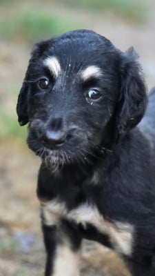 Les chiots de Levrier afghan