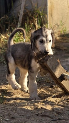 Les chiots de Levrier afghan