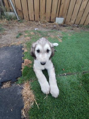 Les chiots de Levrier afghan