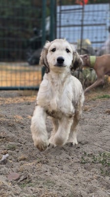 Les chiots de Levrier afghan