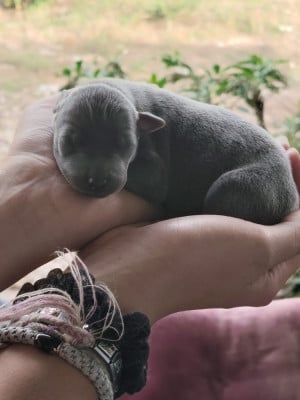 Les chiots de Petit Levrier Italien