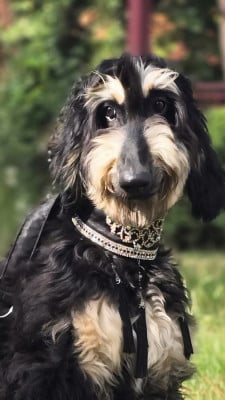 Les chiots de Levrier afghan