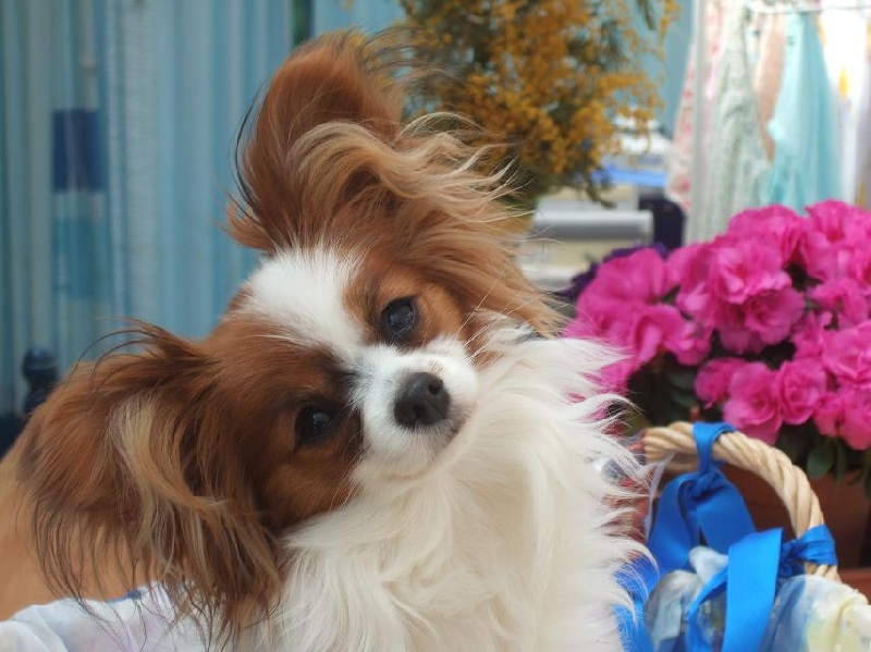 Flammea des lutins du clos des buddléias