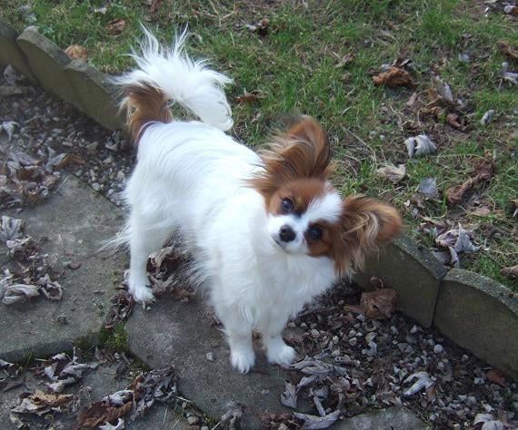 Flammea des lutins du clos des buddléias