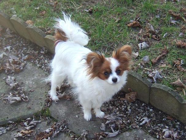 Flammea des lutins du clos des buddléias