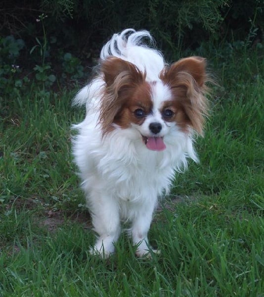 Flammea des lutins du clos des buddléias