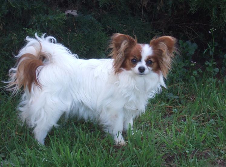 Flammea des lutins du clos des buddléias