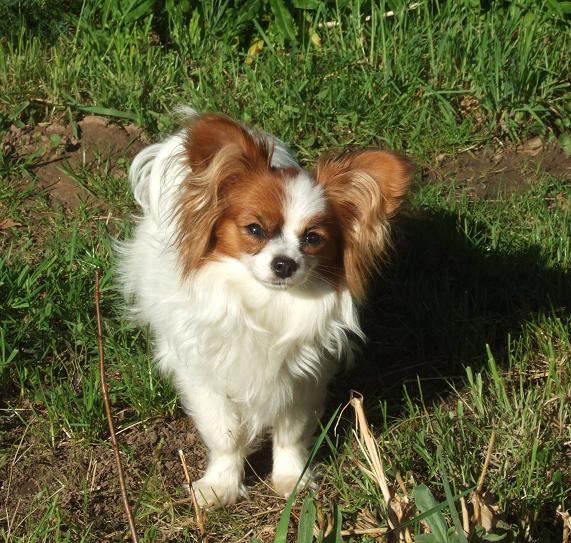 Flammea des lutins du clos des buddléias