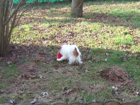 Flammea des lutins du clos des buddléias