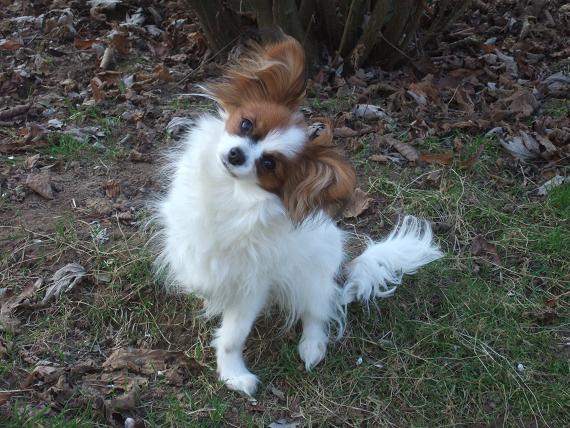 Flammea des lutins du clos des buddléias